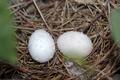 Abandoned Dove eggs in nest