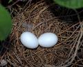Dove eggs in nest