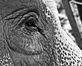 The Elephants Eye