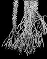 Tassel Fern
