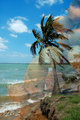 Sea-Breeze-with-seed_web.jpg