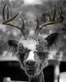 Xmas-Antlers-2_web.jpg