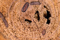 Fire-wood-II_dpc.jpg