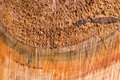 Fire-wood-III_dpc.jpg