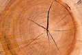 Fire-wood-IV_dpc.jpg