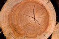 Fire-wood-V_dpc.jpg