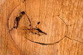 Fire-wood-VII_dpc.jpg