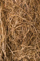 Leucerne-Hay_dpc.jpg