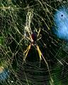 The Golden Orb at Dawn