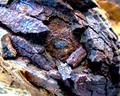 Weather Beaten Iron