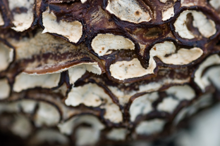 Mushroom-III_dpc.jpg