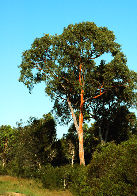 Red Gum