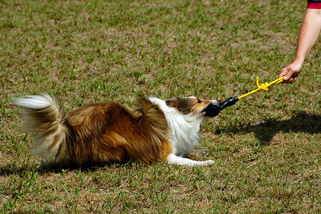 Sheltie