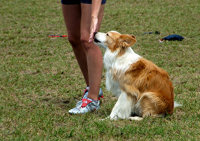 Border Collie