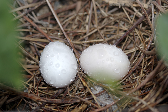 Abandoned Dove eggs in nest