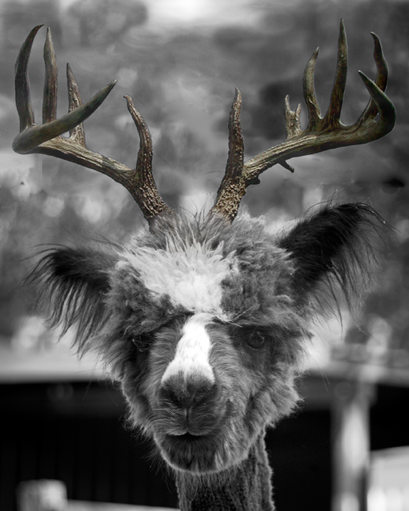 Xmas-Antlers-2_web.jpg