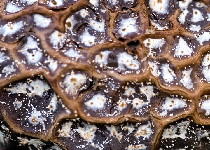Mushroom_dpc.jpg