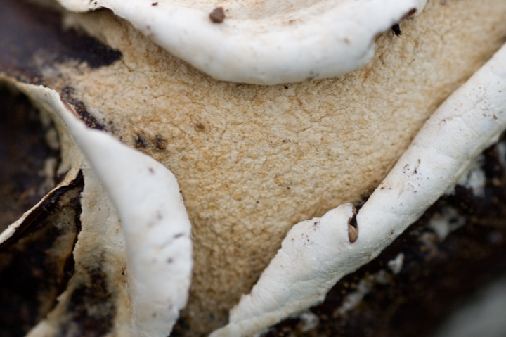 Mushroom-II_dpc.jpg