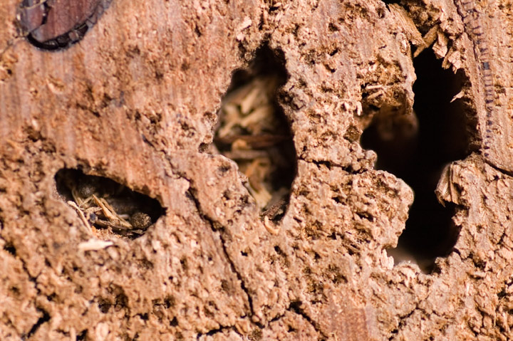 Fire-wood-1_dpc.jpg
