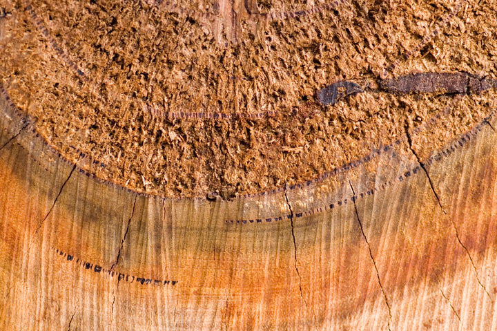 Fire-wood-III_dpc.jpg