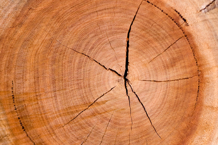 Fire-wood-IV_dpc.jpg