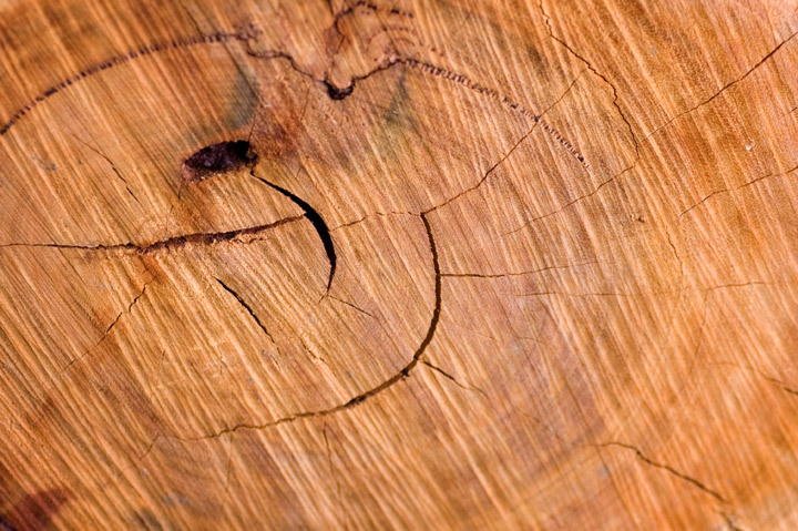 Fire-wood-VI_dpc.jpg