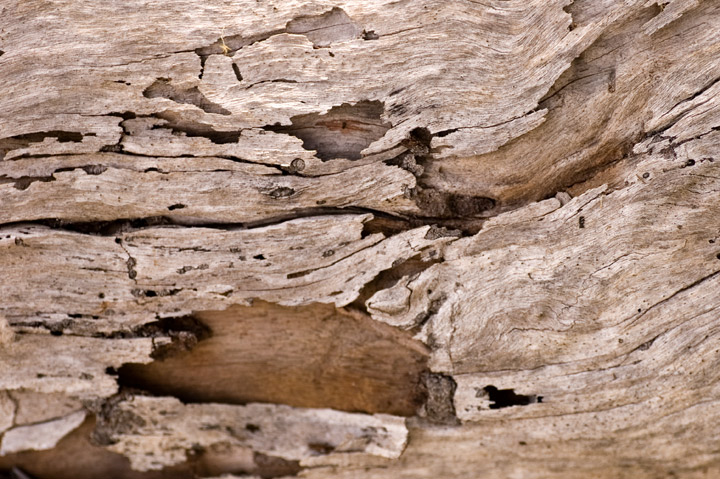 Old-wood_dpc.jpg