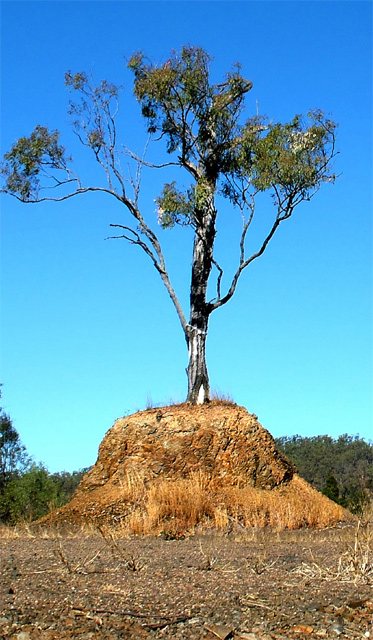 Misguided-conservation-2-we.jpg