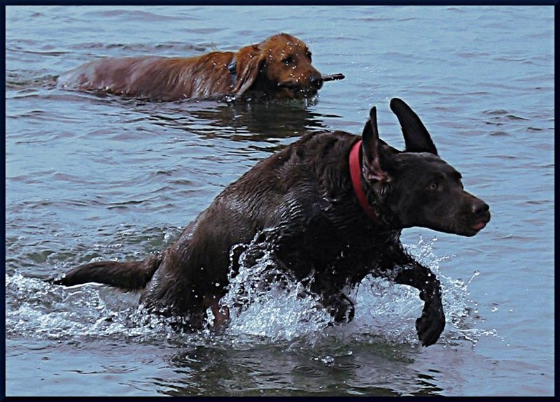 dogs.jpg