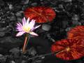 flower of life.jpg
