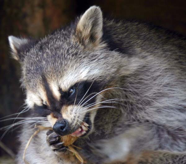 coon.jpg