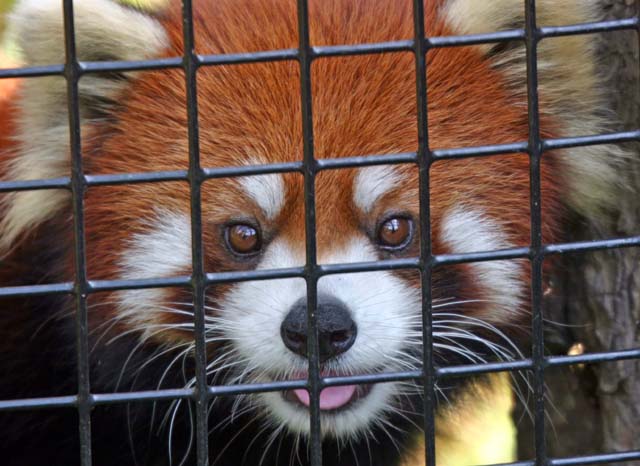 panda.jpg