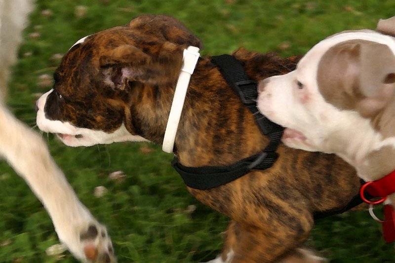 The Race