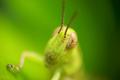 Green Grasshopper