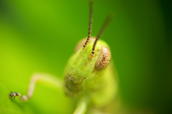 Green Grasshopper