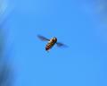 Curious Bug - Sky Background