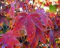 Japanese Maple - Fall Color