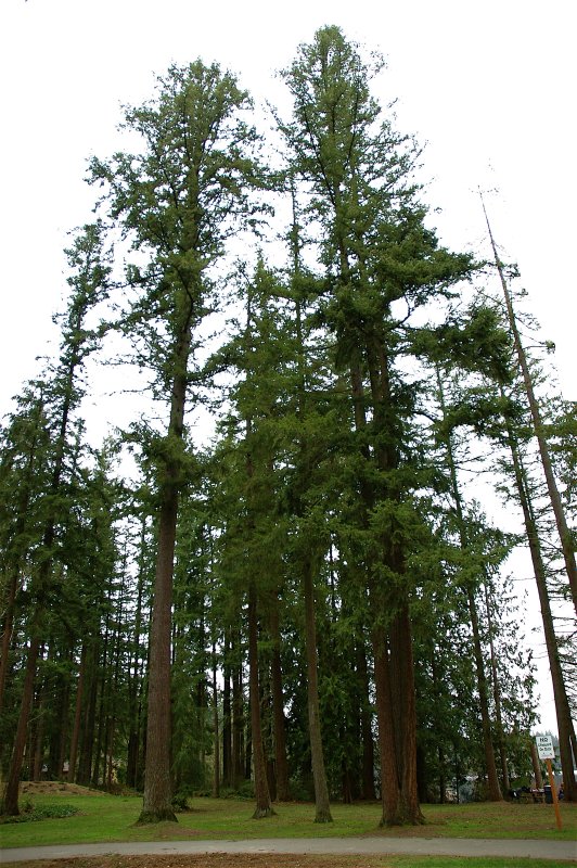 Doug Firs at Beaver Lake