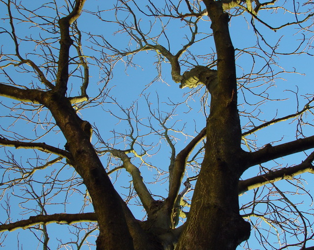 Branches