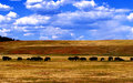 Buffalo Movement
