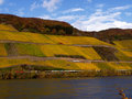 Fall Vineyard with Passing Train