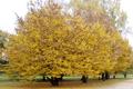 Autumn Trees in Volkspark