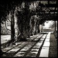 Following Shadows