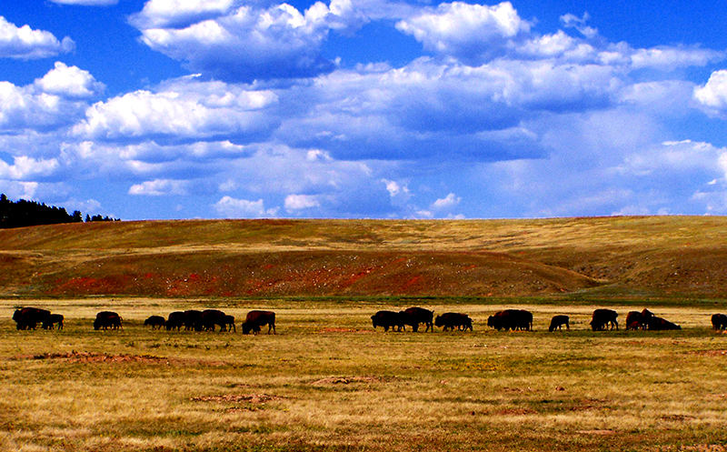 Buffalo Movement