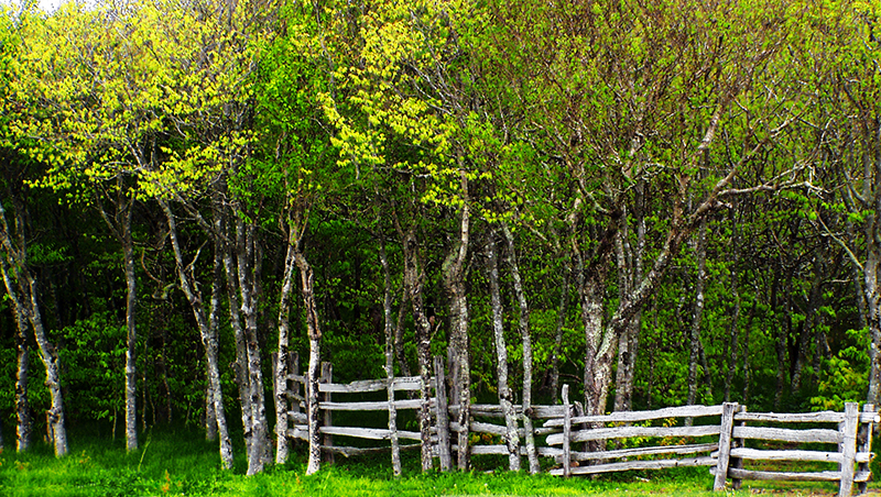 The Edge of the Woods