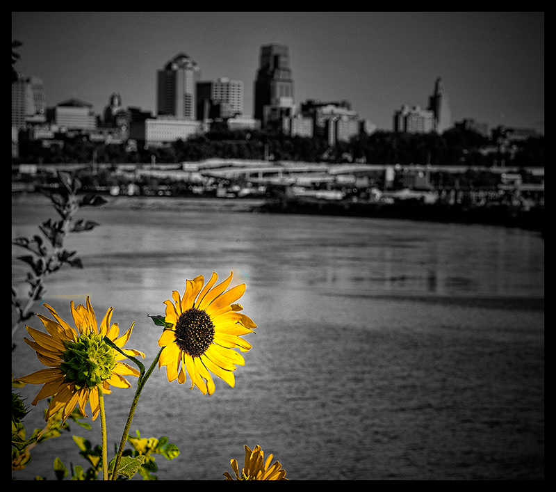 Yellow by Kansas City