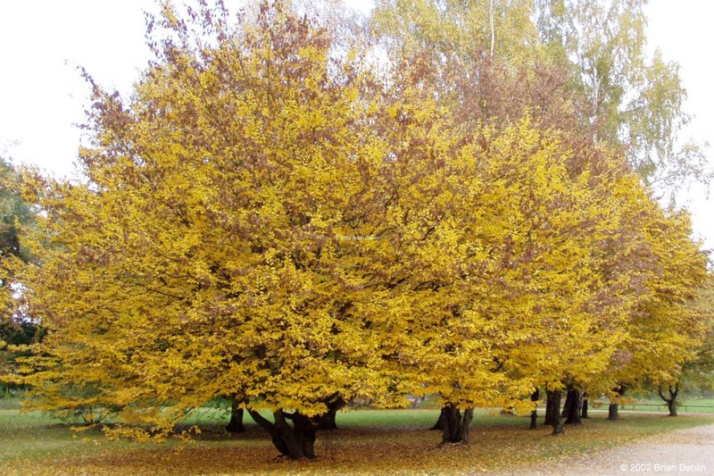 Autumn Trees in Volkspark