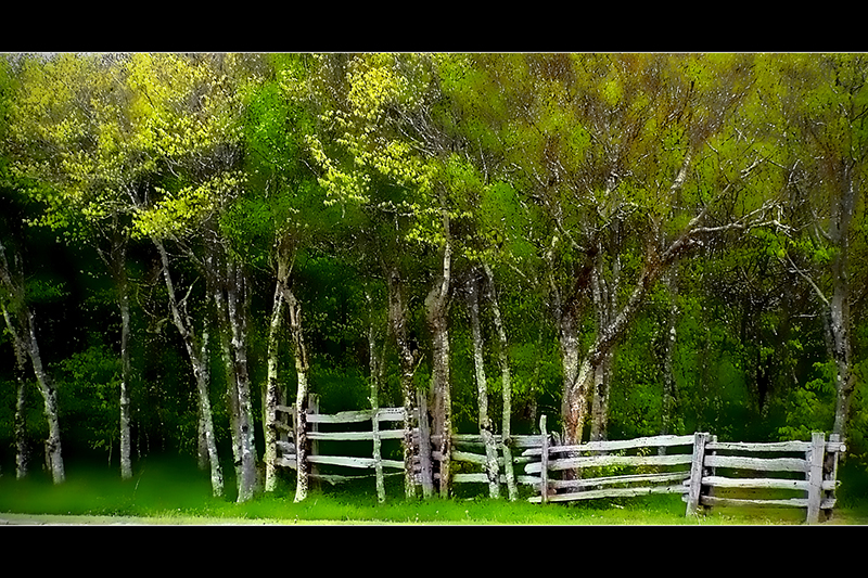 The Edge of the Woods (Redux)