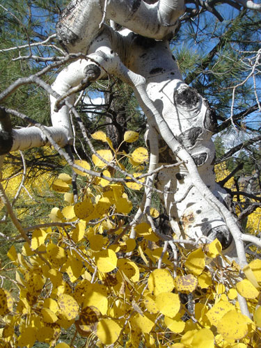 Gnarled-Aspen.jpg