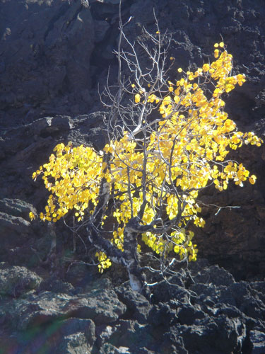 Aspen-Yellow-on-Lava-Black.jpg